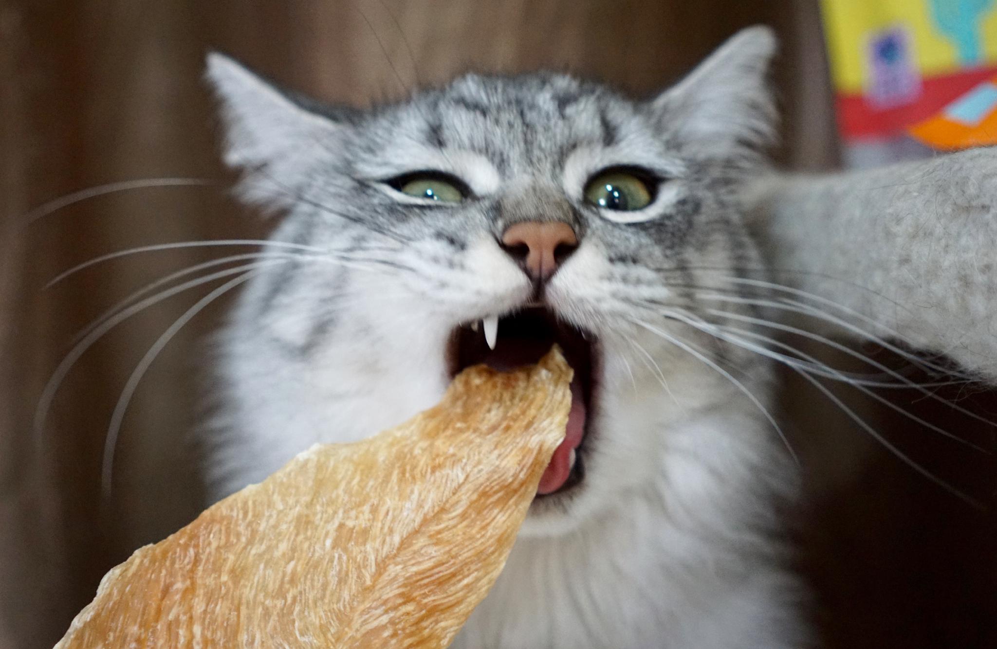 今日份的fo力～平时不吃零食的毛弟