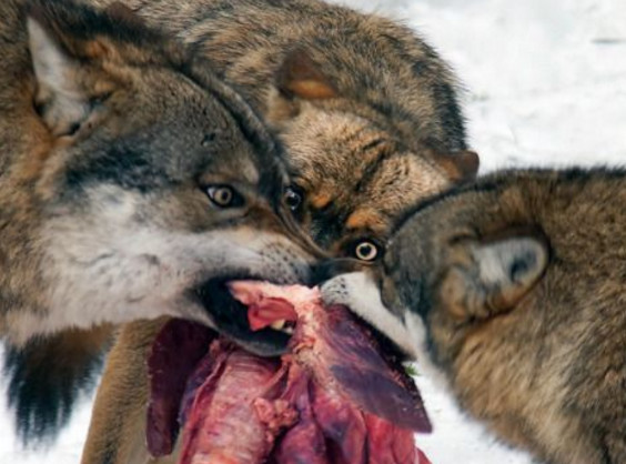 狼猎杀动物之后你争我抢.