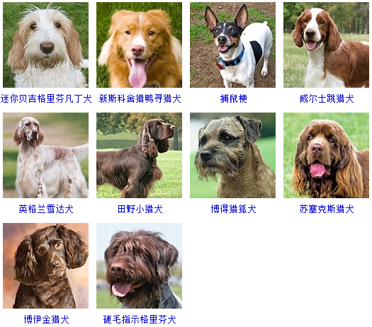 狗狗品种大全，看看你认识几种？