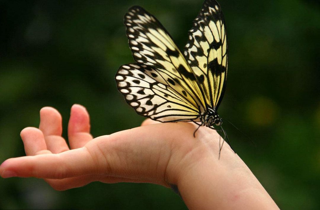 心理测试你选择放飞哪只蝴蝶测放弃爱情后还剩多少幸福