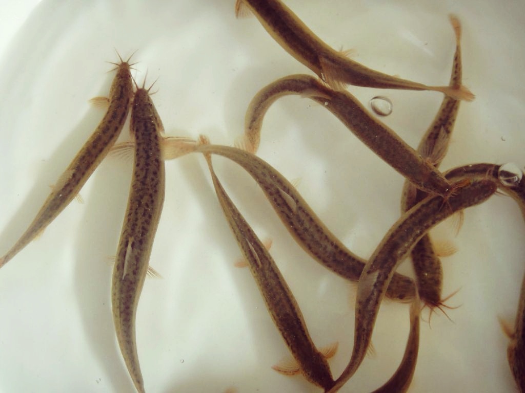 相信对于泥鳅这种生物并不陌生,不少人小时候都有下河捉泥鳅的经历