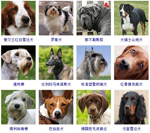 看图识别狗狗的品种图片
