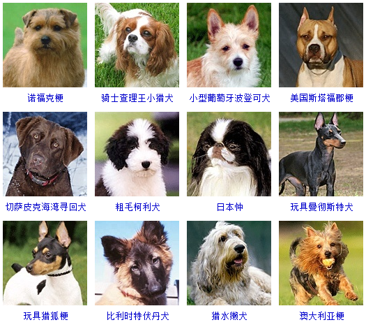 狗狗品种大全，看看你认识几种？|狗狗|品种|纯种_新浪新闻