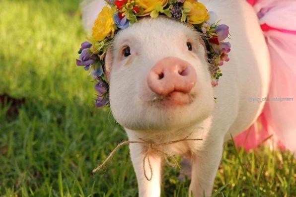 宠物猪最喜欢吃什么给你家猪买点好吃的吧