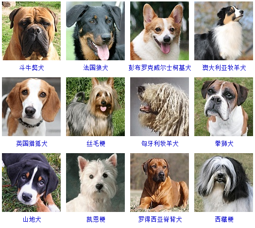 看图识别狗狗的品种图片