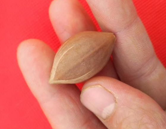 每每真正的极品果核一出市就会遭到抢购简直供不应求啊