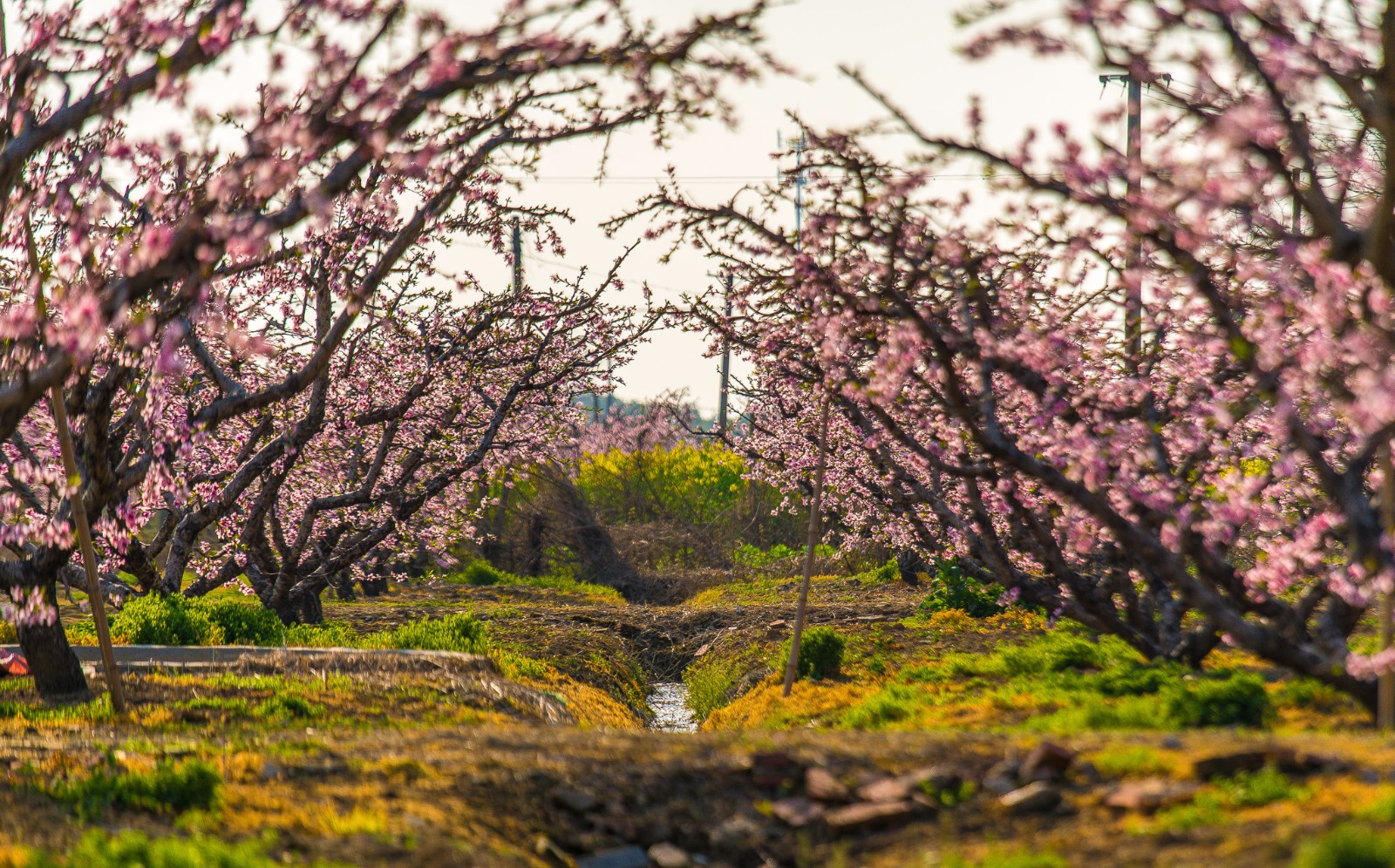 无锡阳山,桃花盛开的地方