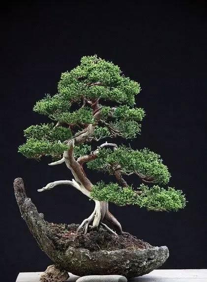 一盆一景一世界 异形盆景赏