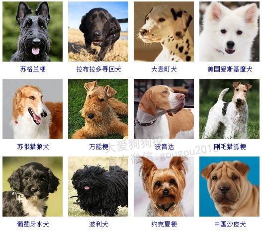 狗狗品种大全,看看你认识几种?|狗狗|品种|纯种_新浪新闻