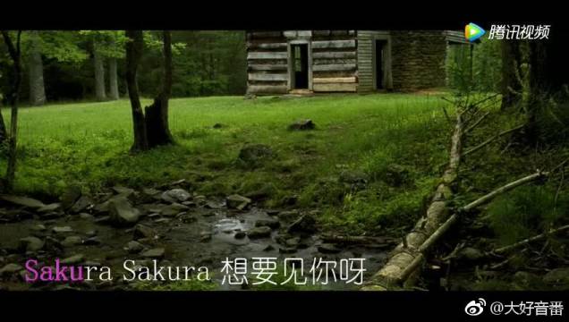 网络歌手翻唱日本超火歌曲《樱花樱花想见你》