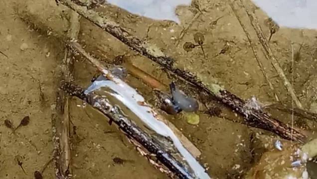 不知道是囊螺还是耳萝卜螺 说是国有的是囊螺 细眼睛 扁眼睛是耳萝卜