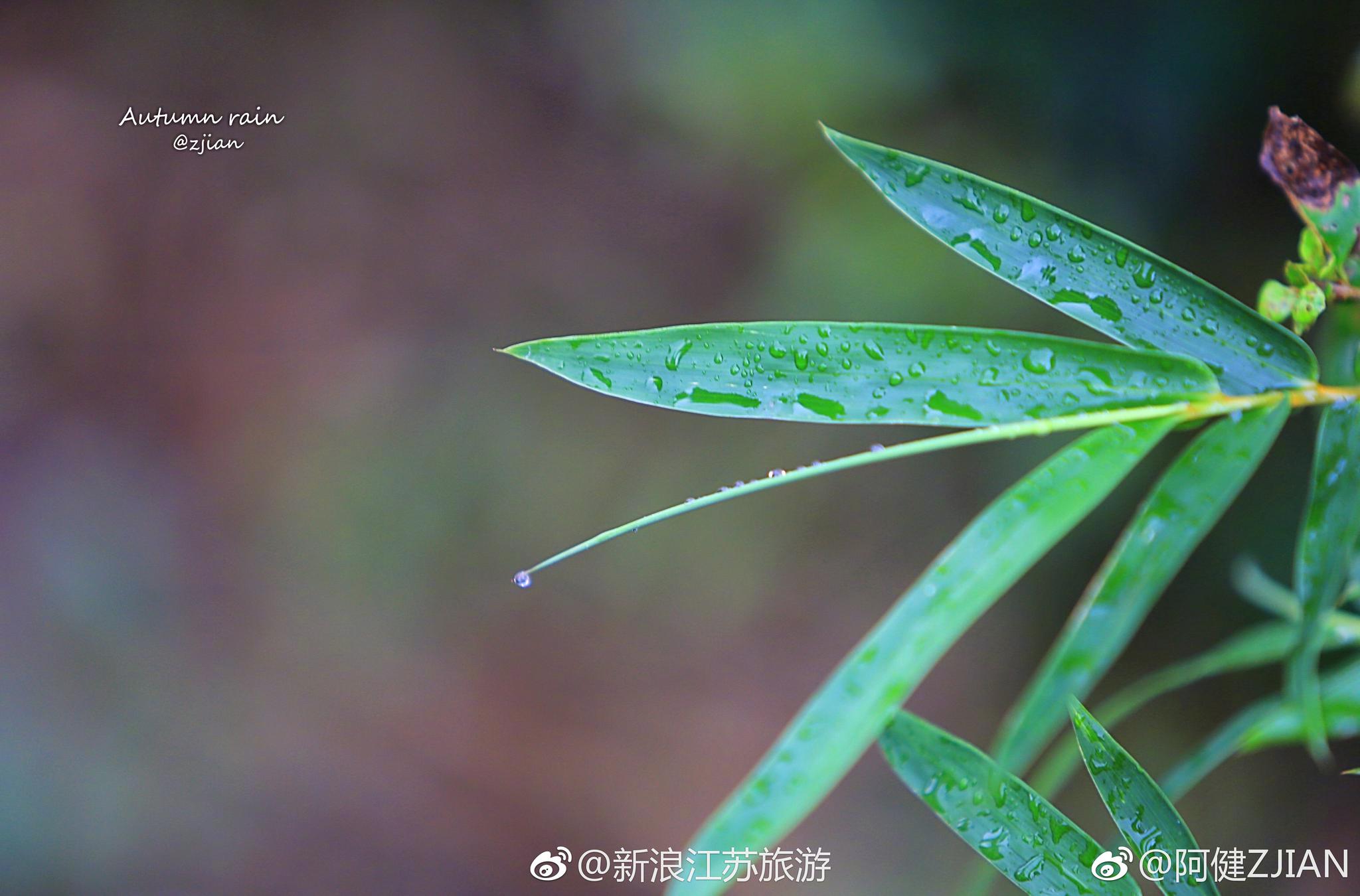 江南秋雨清浅时光