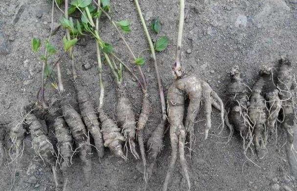 农村的这种"山胡萝卜", 大爷不舍得吃, 拿城里能卖到60块钱一斤