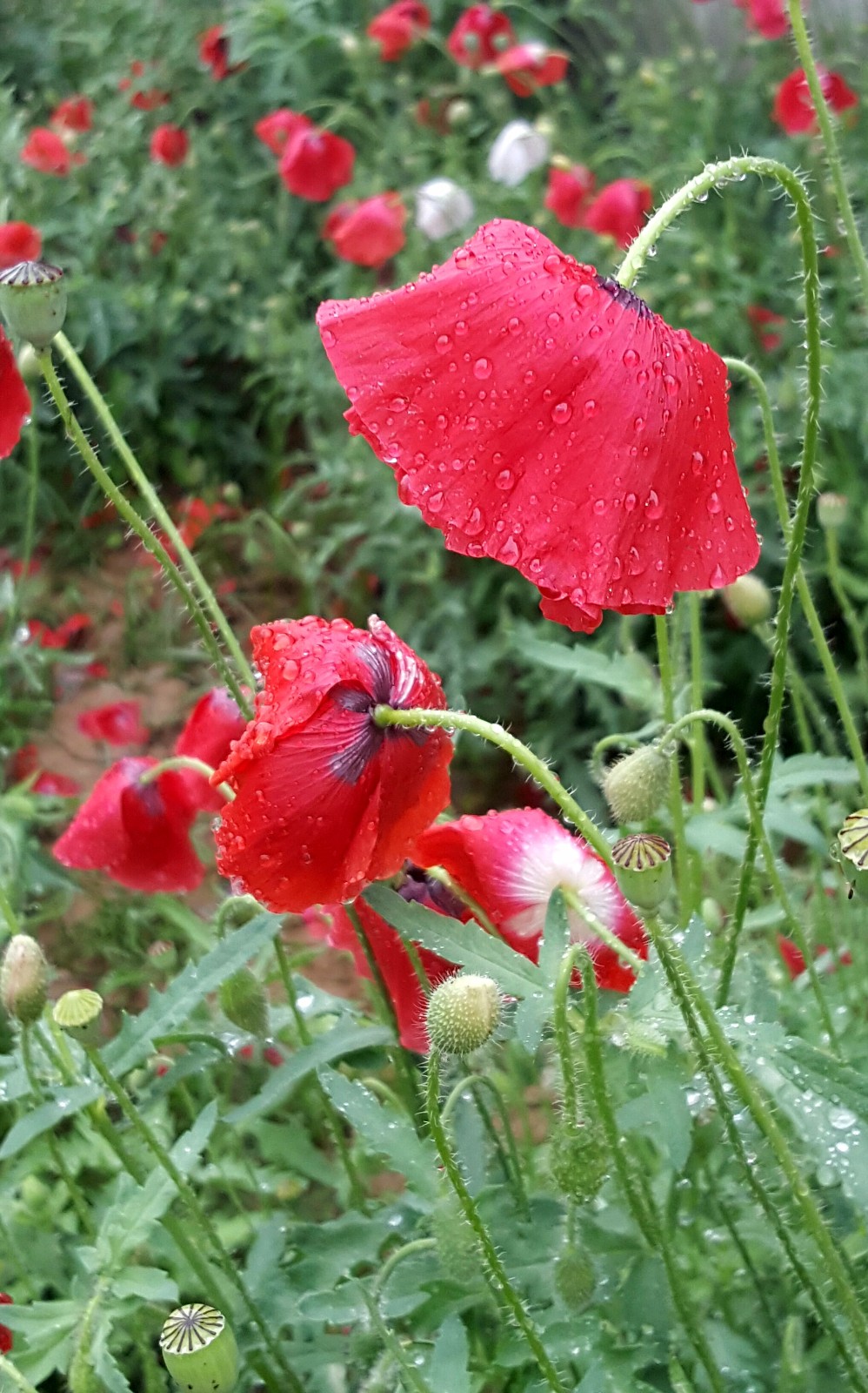 娇艳的雨中花