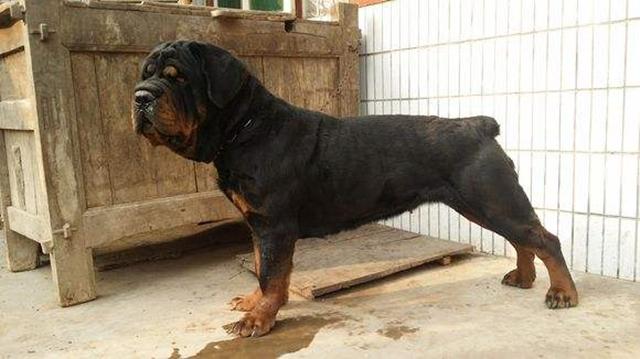 犬界四大异形猪罗猪獒锤牧和驴青