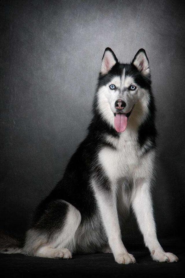 只需要4步教你看出哈士奇品质,看看你家二哈纯不纯|哈士奇|血统|纯种