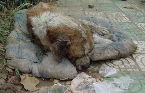 最近流浪狗咬人事件频频发生,于是很多人以                    害为