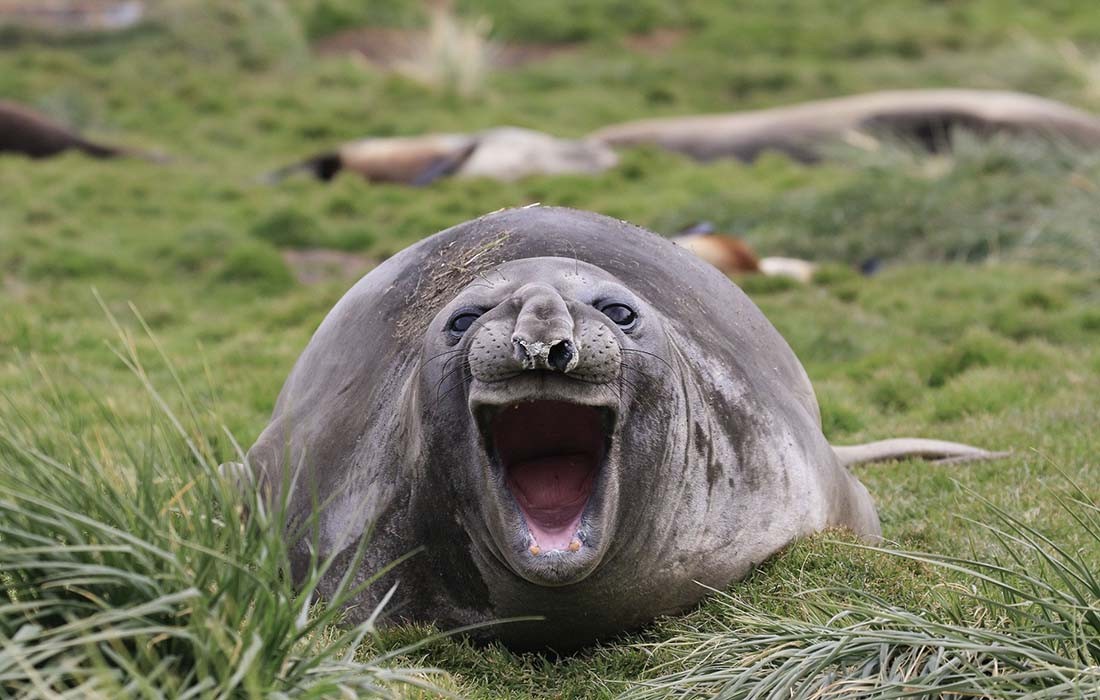 15张野生动物搞笑瞬间每张都好治愈啊