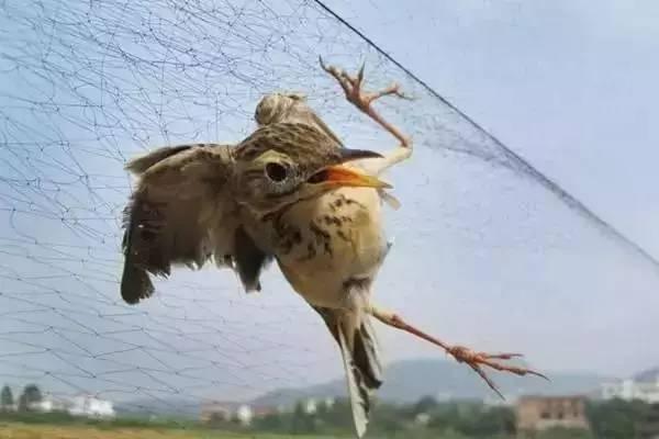 摆拍,抓鸟,破坏公物,别再败坏摄影师的名声了好吗?