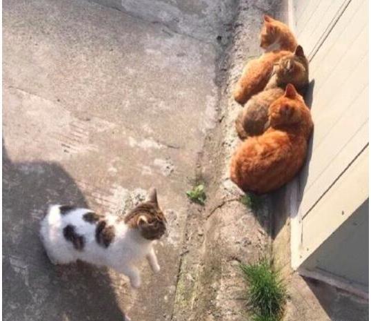 三只橘猫正排成一排晒太阳,一只花猫表示自己也要加入!