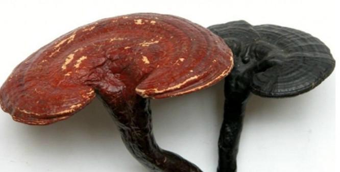 农村小伙捡到百年"灵芝王", 找专家鉴定: 一文不值!