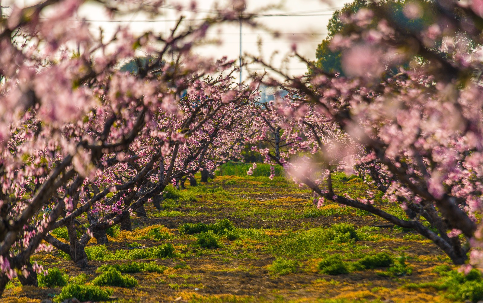 无锡阳山,桃花盛开的地方
