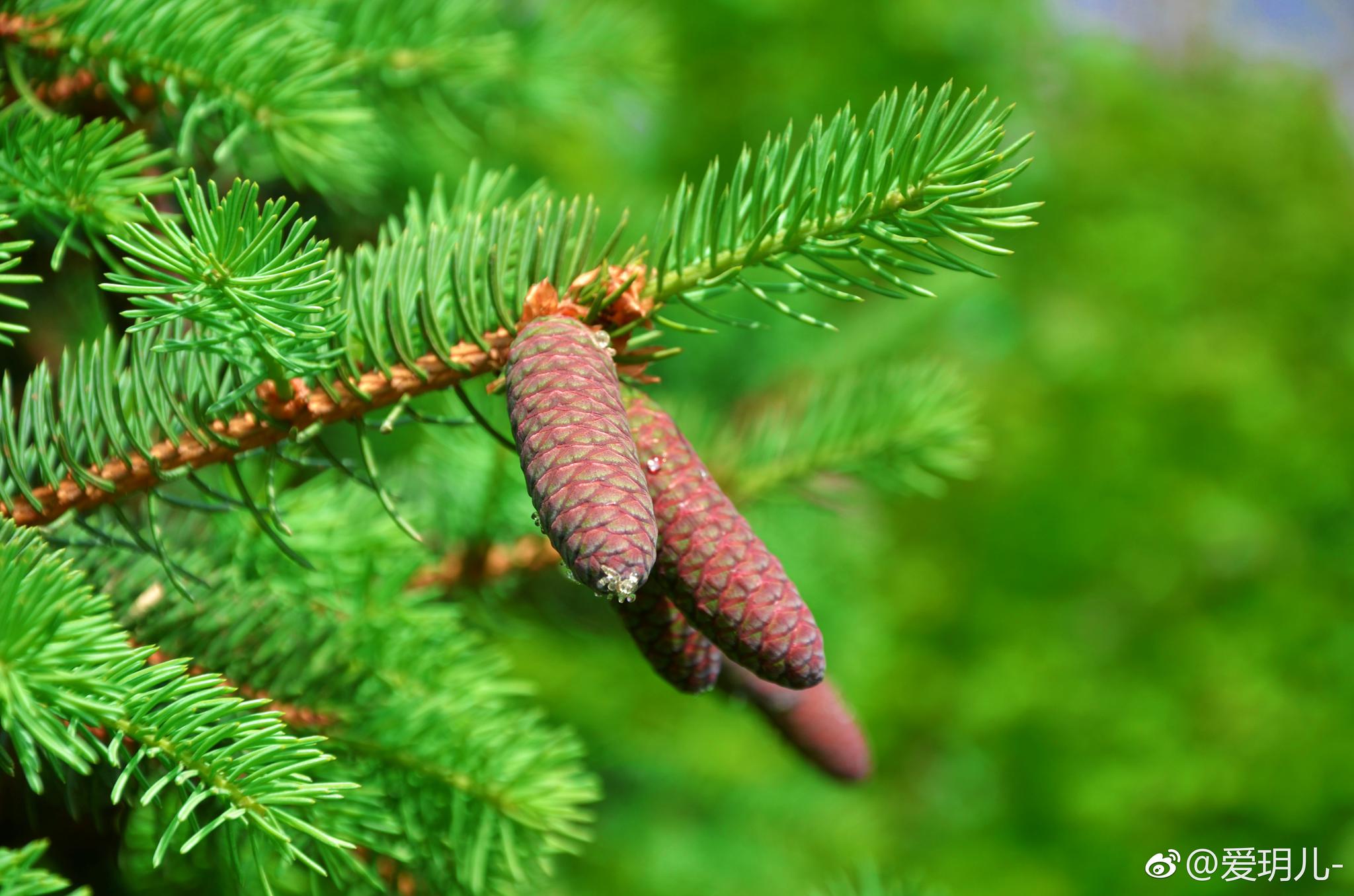 春天的松果多么神奇颜色变化如此大其实这是同一棵树上的松果