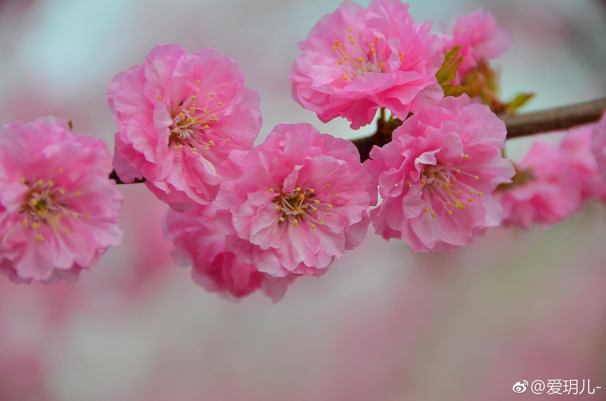 粉色的碧桃花真的很漂亮虽然大风阴天也要留下她们的美