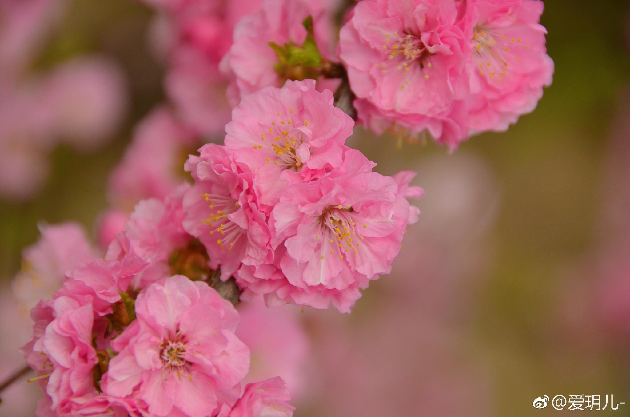 粉色的碧桃花真的很漂亮虽然大风阴天也要留下她们的美