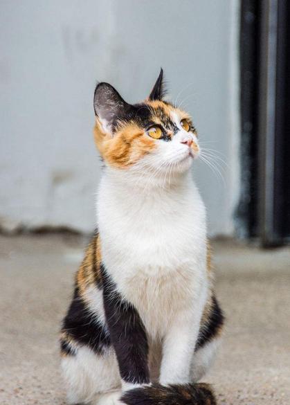 丝毫不输品种猫,很多人却看不起它