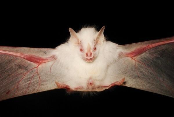 9,白化蝙蝠:法国吉尔伐斯发现这只白化食果蝙蝠.