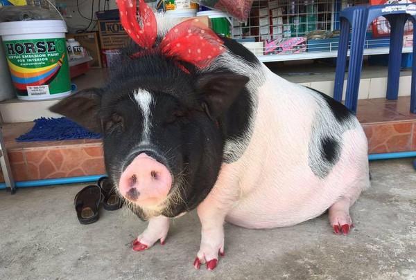 人猪情深! 泰男把100公斤母猪当女友养 天天抱着它入睡