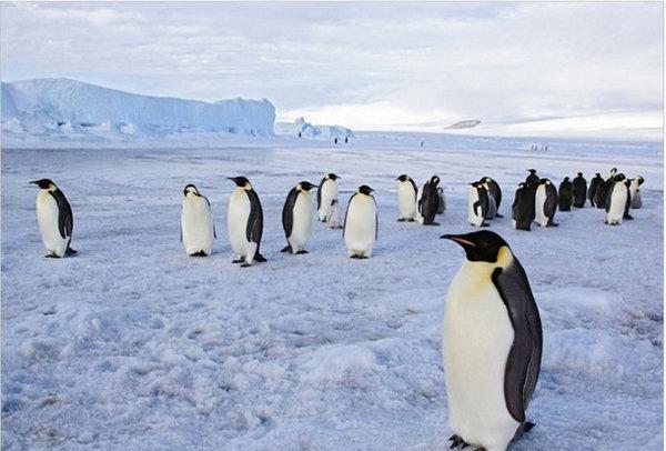 直击: 地球上10大最不可思议的动物大迁徙