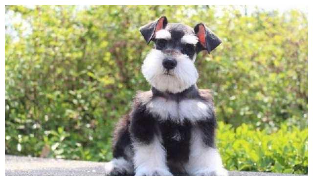 千万别养雪纳瑞