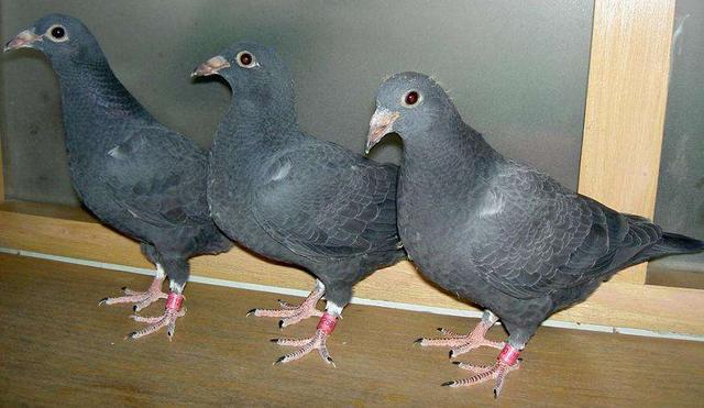 溥儁当即从大箱子里取来养鸽的笼子,将这只铁翅乌放了进去,紧接着,他