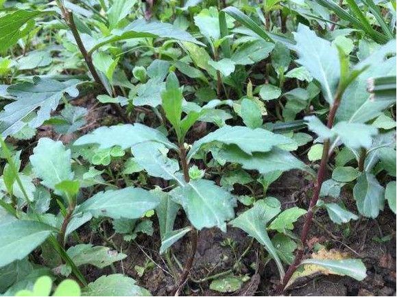 清明农村这种野菜疯狂生长,却是农民的美味,堪称"祛暑"之王!