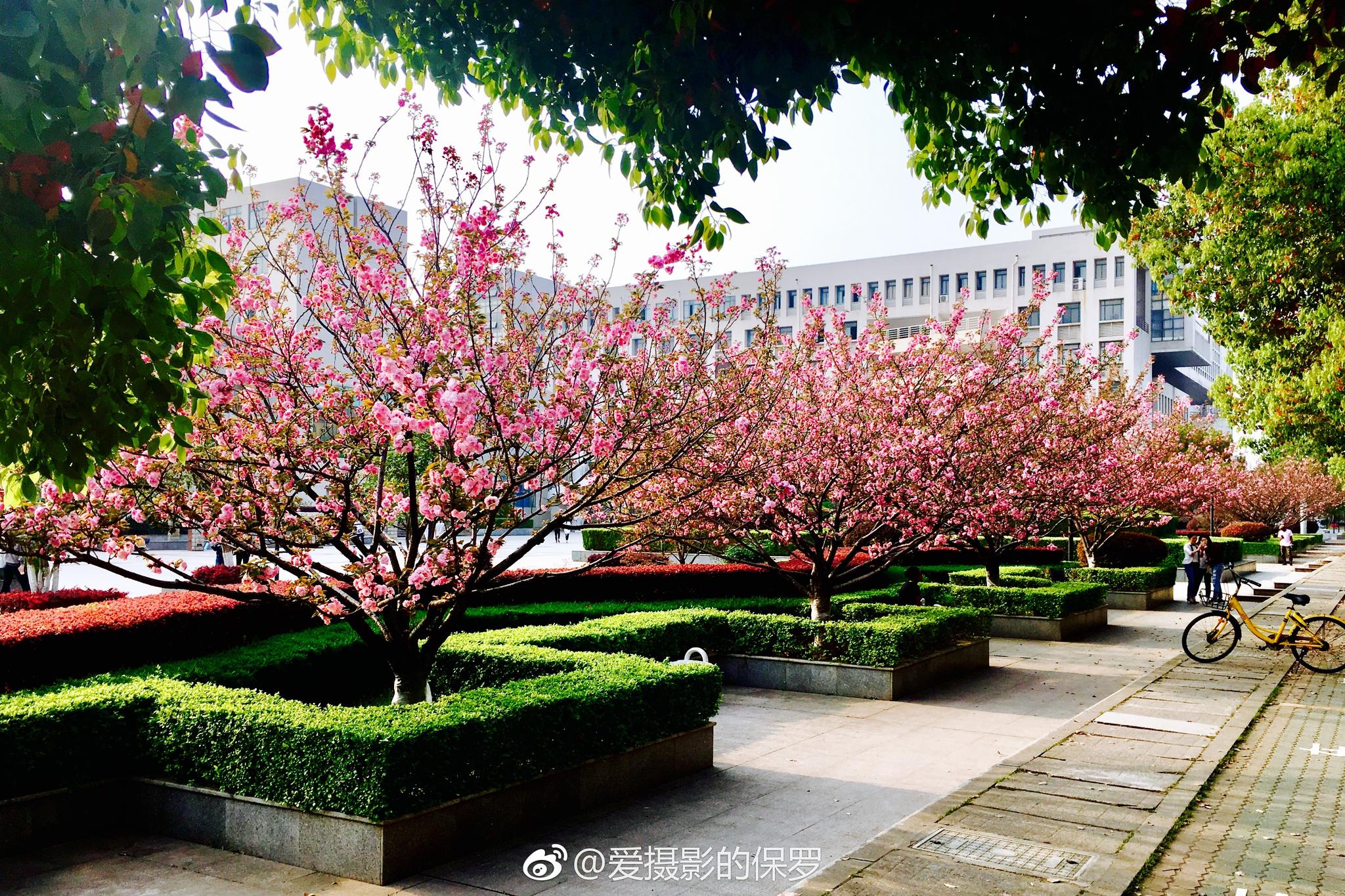 花卉摄影·日本晚樱(二)花团锦簇最樱花(图片拍摄于湖北工业大学