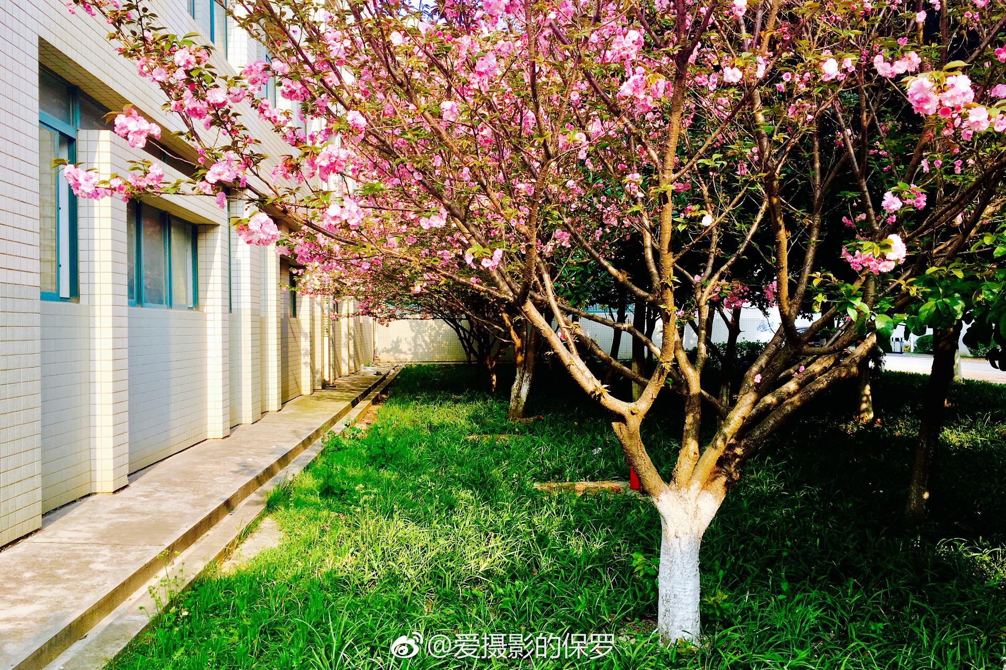 花卉摄影·日本晚樱(二)花团锦簇最樱花(图片拍摄于湖北工业大学