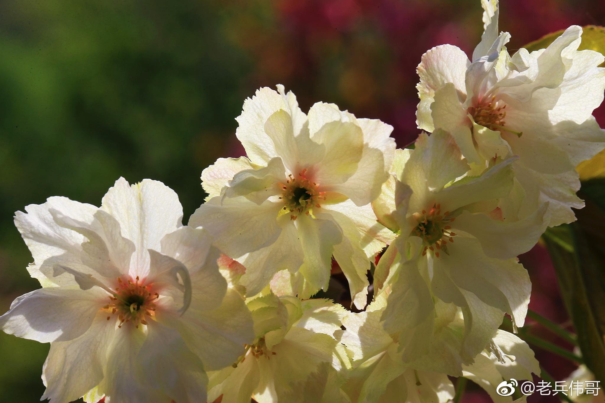 染井吉野樱大岛樱垂枝樱白妙樱八重樱郁金樱普贤像樱