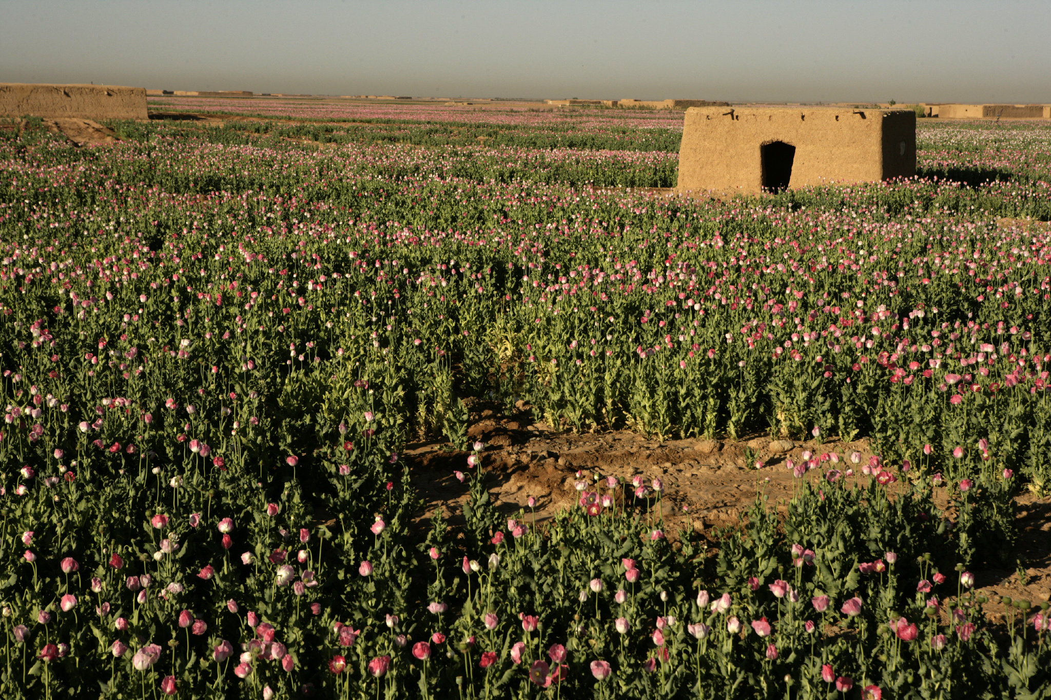 5月份是罂粟开花结果的季节,世界警察抓住这一有力时机_新浪看点