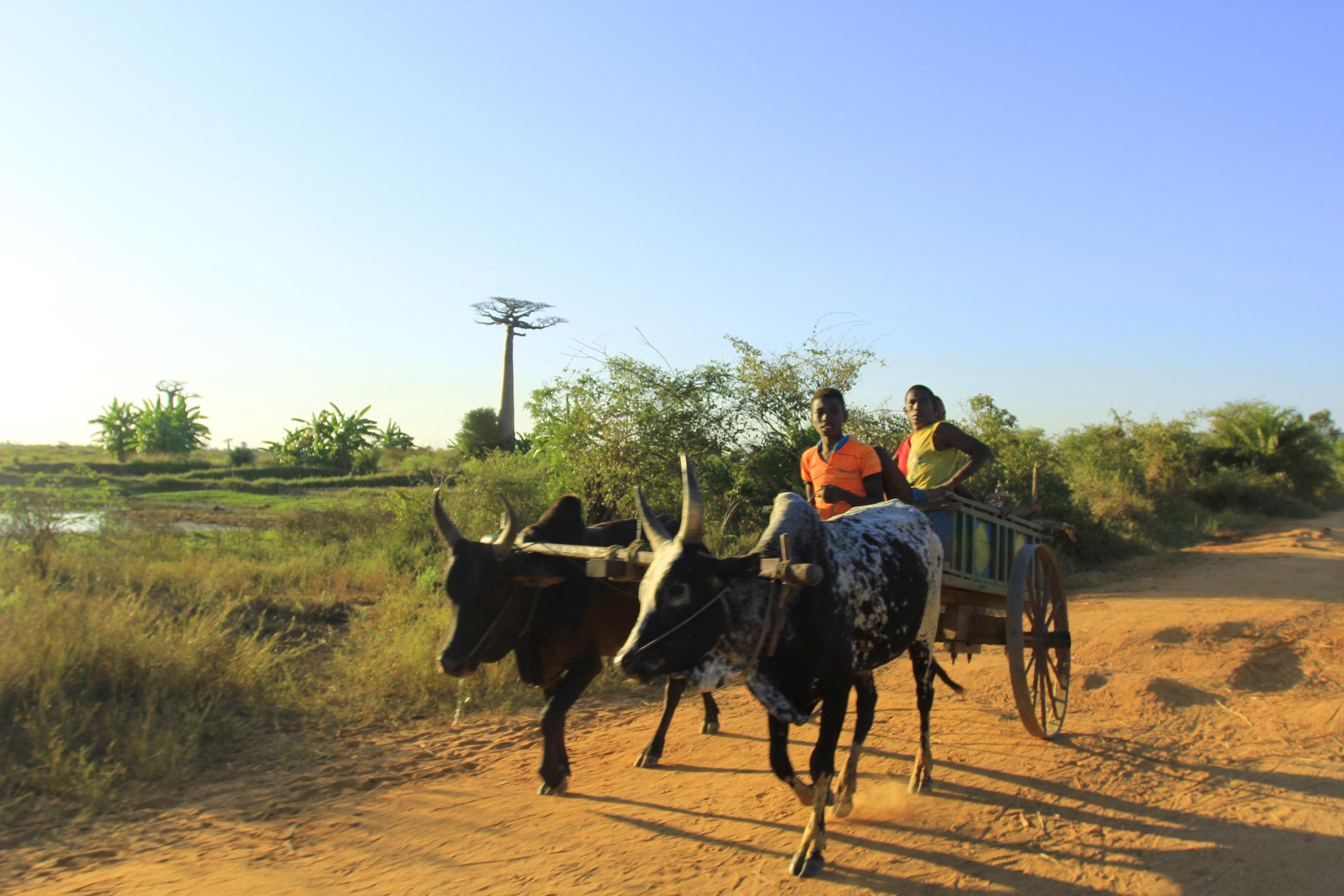 它是非洲第一大岛,有最美的日落,岛民仍以牛车作为交通工具