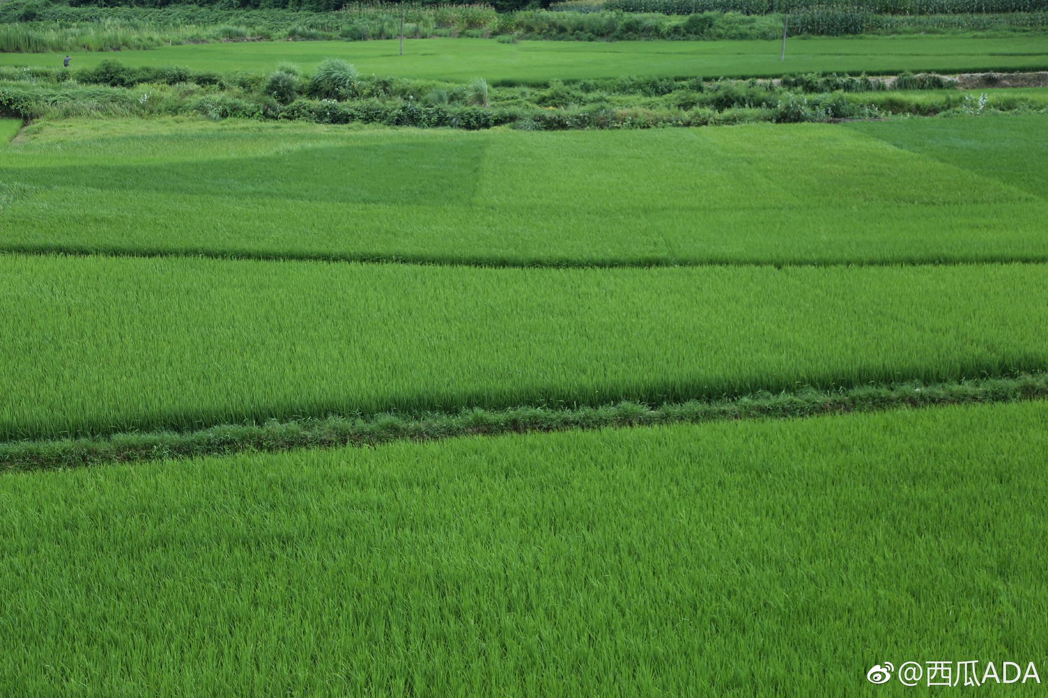 七月的静谧乡村,青绿的柚子,奔跑的土鸭,淡淡苦蒿味的空气
