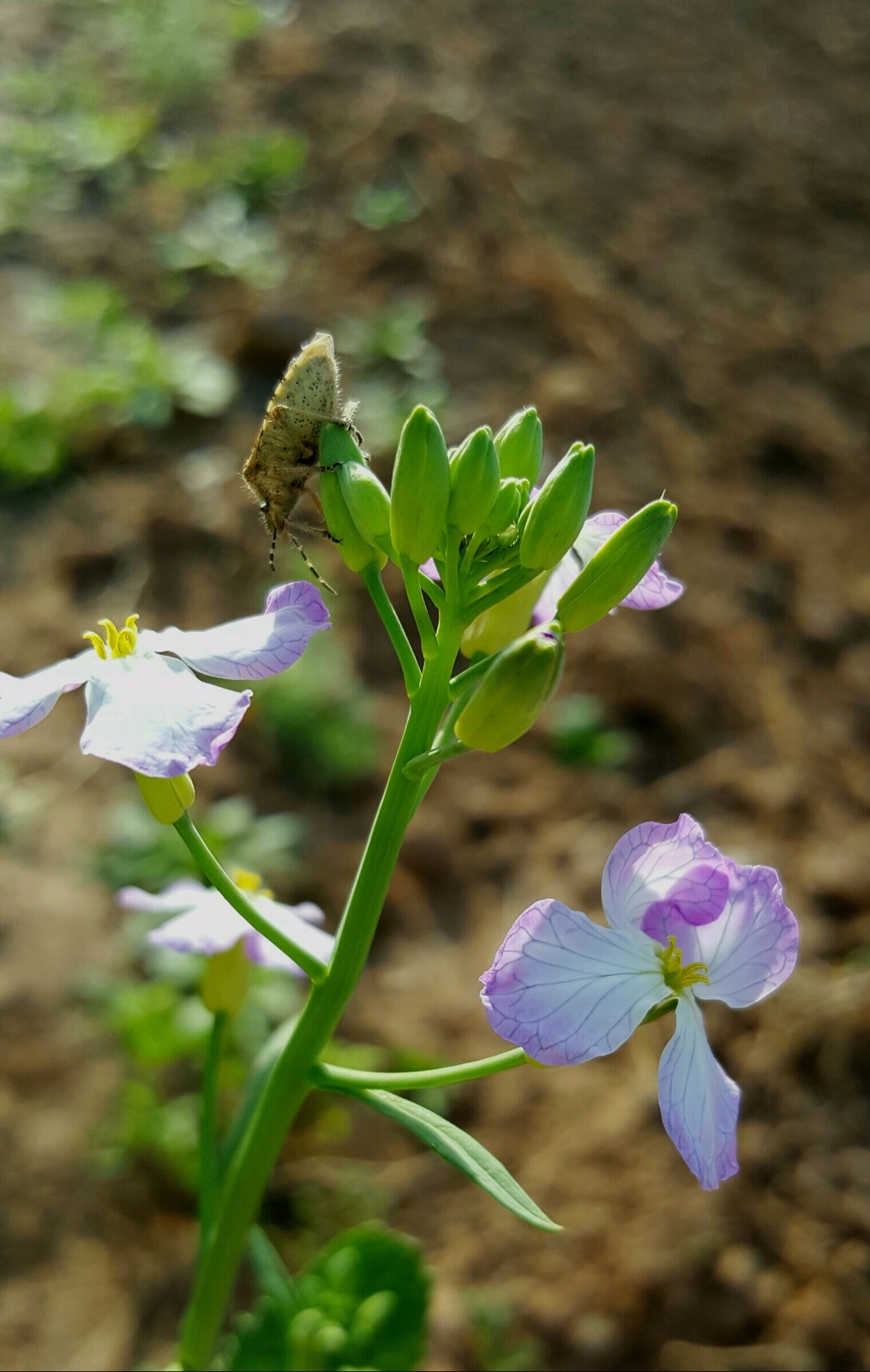 你吃过萝卜你知道萝卜开花有多美吗18图