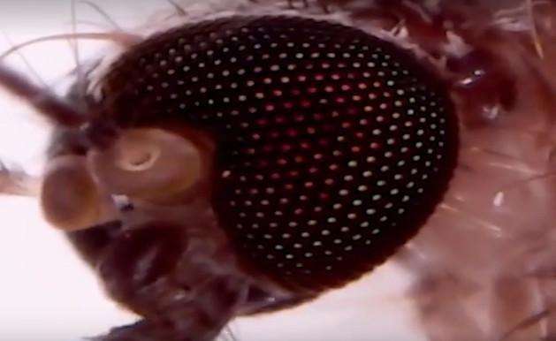 实拍男子将蚊子放大8000倍造型酷似外星人令人惊奇不已