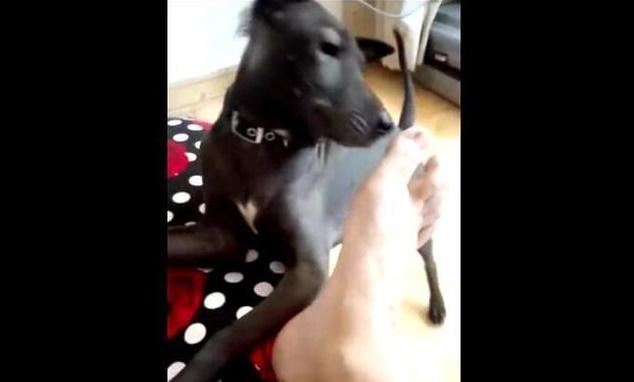 新浪（移动端）