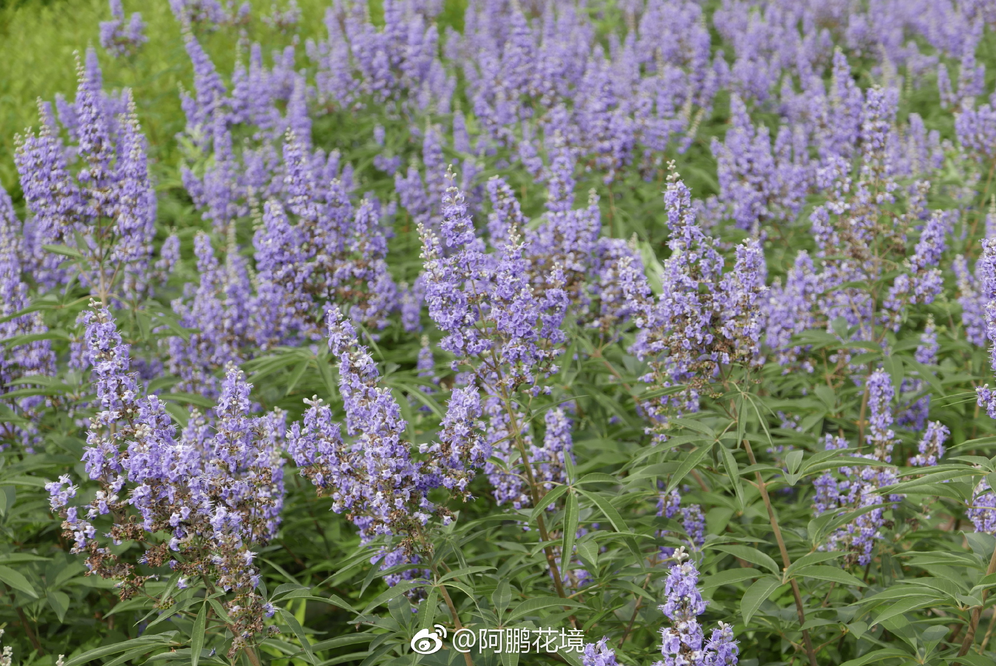 穗花牡荆9宫格不要再说和我老家山上那个荆条是同一个东西哦