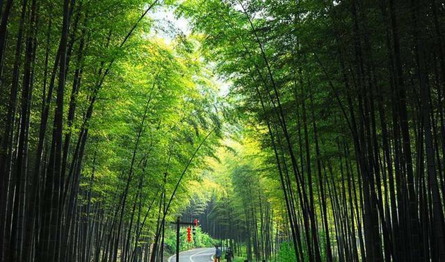 中国最美的四个地方,你肯定没见过这么美的竹子