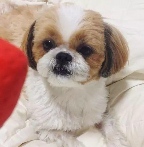 你家狗做过哪些不可思议的事网友我家狗包养了一群麻雀