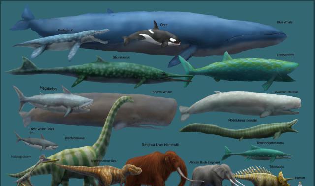 饭量是人类的10000倍, 嘴里能容纳90吨水|蓝鲸|磷虾|海水_新浪新闻