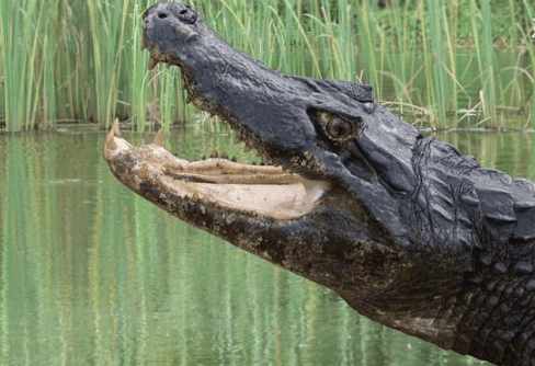 亚马逊河十大恐怖生物, 光是食人鱼就有三种